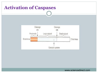 Activation of Caspases
www.sciencedirect.com
 
