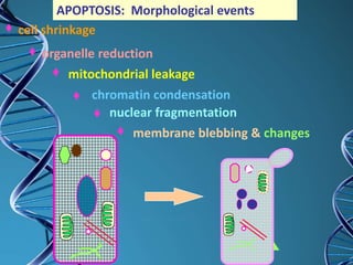 membrane blebbing & changes
mitochondrial leakage
organelle reduction
cell shrinkage
nuclear fragmentation
chromatin condensation
APOPTOSIS: Morphological events
 