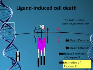 Ligand-induced cell death
“The death receptors”
Ligand-induced trimerization
Death Domains
Death Effectors
Induced proximity
of Caspase 8
Activation of
Caspase 8
FasL
Trail
TNF
 