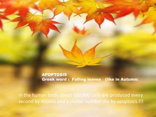 APOPTOSIS
Greek word : Falling leaves (like in Autumn)
In the human body about 100,000 cells are produced every
second by mitosis and a similar number die by apoptosis !!!
 