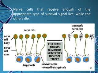 • Nerve cells that receive enough of the
appropriate type of survival signal live, while the
others die.
41
 