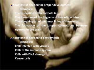 Apoptosis is needed for proper development
Examples:
The resorption of the tadpole tail
The formation of the fingers and toes of the fetus
The sloughing off of the inner lining of the uterus
The formation of the proper connections between
neurons in the brain
Apoptosis is needed to destroy cells
Examples:
Cells infected with viruses
Cells of the immune system
Cells with DNA damage
Cancer cells
 