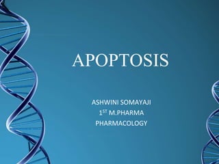 APOPTOSIS
ASHWINI SOMAYAJI
1ST M.PHARMA
PHARMACOLOGY
 