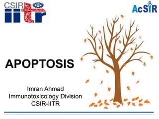 APOPTOSIS
Imran Ahmad
Immunotoxicology Division
CSIR-IITR
 