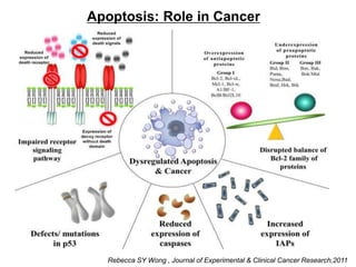 Apoptosis | PPTX