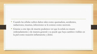 • Cuando las células sufren daños tales como quemadura, accidentes,
radiaciones, traumas, infecciones se le conoce como necrosis.
• Gracias a este tipo de muerte podemos ver que la celula no muere
ordenadamente y de manera general y se puede que haya cambios visibles en
la piel como reacción inflamatoria y dolor.
 