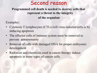 Second reason
Programmed cell death is needed to destroy cells that
represent a threat to the integrity
of the organism
Examples:
• Cytotoxic T lymphocytes (CTLs) kill virus-infected cells is by
inducing apoptosis
• The effector cells of immune system must be removed to
prevent autoimmunity
• Removal of cells with damaged DNA for proper embryonic
development
• Radiation and chemicals used in cancer therapy induce
apoptosis in some types of cancer cells.
 