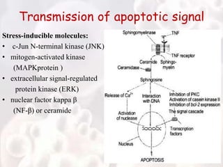 Transmission of apoptotic signal
Stress-inducible molecules:
• c-Jun N-terminal kinase (JNK)
• mitogen-activated kinase
(MAPKprotein )
• extracellular signal-regulated
protein kinase (ERK)
• nuclear factor kappa β
(NF-β) or ceramide
 