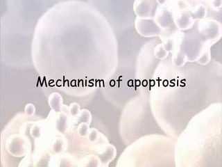 Mechanism of apoptosis
 