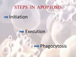 STEPS IN APOPTOSIS
Initiation
Execution
Phagocytosis
 