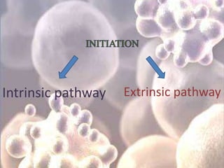 Intrinsic pathway Extrinsic pathway
 