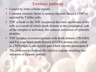 Extrinsic pathway
• Caused by extra cellular signals.
• Common extrinsic factor is tumour necrosis factor α (TNF α)
secreted by T killer cells.
• TNF α binds to the TNF receptor at the outer membrane of the
cells as a result of which death domain at the cytoplasmic side
of the receptor is activated, this induces activation of cytosolic
proteins.
• TNF receptor associated protein with death domain (TRADO)
and Fas associated death domain (FADD) protein also called
as CD59 binds to the cysolic part which recruits procaspase 8
• The proteases hydrolyses the inactive caspase resulting into
initiation of caspase cascade.
 