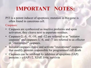 IMPORTANT NOTES:
P53 is a potent inducer of apoptosis; mutation in this gene is
often found in cancerous cell.
Caspases:
• Caspases are synthesized as inactive proforms and upon
activation, they cleave next to aspartate residues.
• Caspases-2, -8, -9, -10, and -12 are referred to as "initiator
caspases" and caspases-3, -6, and -7 are referred to as effector
or "executioner" caspases.
• Initiator caspases cleave and activate "executioner" caspases
that modify proteins responsible for programmed cell death
• Caspases can be inhibited by inhibitor of apoptosis (IAP)
proteins :- c-IAP1/2, XIAP, livin, survivin
 