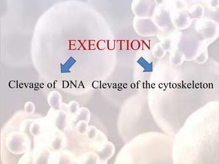 EXECUTION
Clevage of DNA Clevage of the cytoskeleton
 