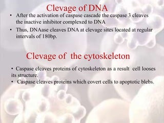 Clevage of DNA
• After the activation of caspase cascade the caspase 3 cleaves
the inactive inhibitor complexed to DNA
• Thus, DNAase cleaves DNA at clevage sites located at regular
intervals of 180bp.
Clevage of the cytoskeleton
• Caspase cleaves proteins of cytoskeleton as a result cell looses
its structure.
• Caspase cleaves proteins which covert cells to apoptotic blebs.
 