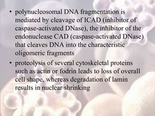 • polynucleosomal DNA fragmentation is
mediated by cleavage of ICAD (inhibitor of
caspase-activated DNase), the inhibitor of the
endonuclease CAD (caspase-activated DNase)
that cleaves DNA into the characteristic
oligomeric fragments
• proteolysis of several cytoskeletal proteins
such as actin or fodrin leads to loss of overall
cell shape, whereas degradation of lamin
results in nuclear shrinking
 