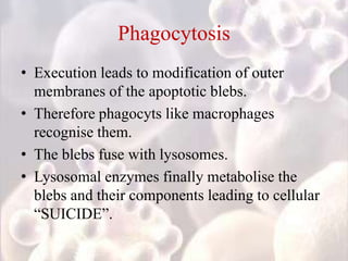 Phagocytosis
• Execution leads to modification of outer
membranes of the apoptotic blebs.
• Therefore phagocyts like macrophages
recognise them.
• The blebs fuse with lysosomes.
• Lysosomal enzymes finally metabolise the
blebs and their components leading to cellular
“SUICIDE”.
 