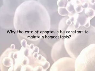 Why the rate of apoptosis be constant to
maintain homeostasis?
 