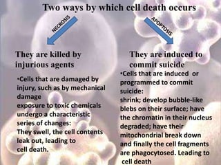 Two ways by which cell death occurs
They are killed by
injurious agents
They are induced to
commit suicide
•Cells that are damaged by
injury, such as by mechanical
damage
exposure to toxic chemicals
undergo a characteristic
series of changes:
They swell, the cell contents
leak out, leading to
cell death.
•Cells that are induced or
programmed to commit
suicide:
shrink; develop bubble-like
blebs on their surface; have
the chromatin in their nucleus
degraded; have their
mitochondrial break down
and finally the cell fragments
are phagocytosed. Leading to
cell death
 