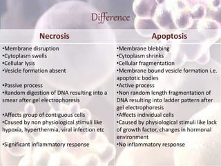 Difference
Necrosis Apoptosis
•Membrane disruption
•Cytoplasm swells
•Cellular lysis
•Vesicle formation absent
•Passive process
•Random digestion of DNA resulting into a
smear after gel electrophoresis
•Affects group of contiguous cells
•Caused by non physiological stimuli like
hypoxia, hyperthermia, viral infection etc
•Significant inflammatory response
•Membrane blebbing
•Cytoplasm shrinks
•Cellular fragmentation
•Membrane bound vesicle formation i.e.
apoptotic bodies
•Active process
•Non random length fragmentation of
DNA resulting into ladder pattern after
gel electrophoresis
•Affects individual cells
•Caused by physiological stimuli like lack
of growth factor, changes in hormonal
environment
•No inflammatory response
 