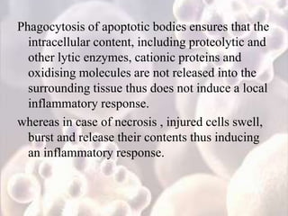 Phagocytosis of apoptotic bodies ensures that the
intracellular content, including proteolytic and
other lytic enzymes, cationic proteins and
oxidising molecules are not released into the
surrounding tissue thus does not induce a local
inflammatory response.
whereas in case of necrosis , injured cells swell,
burst and release their contents thus inducing
an inflammatory response.
 