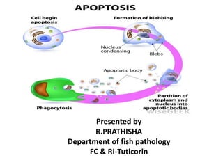 Presented by
R.PRATHISHA
Department of fish pathology
FC & RI-Tuticorin
 