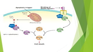 Apoptosis (Programm of cell death) | PPTX