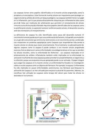 Las caspasas tienen otros papeles identificados en la muerte celular programada, como la
piroptosisy la necroptosis. Estas formas de muerte celular son importantes para proteger un
organismode lasseñalesde estrésyel ataque patógeno.Lascaspasastambiéntienenunpapel
en la inflamación, por lo que procesa directamente citoquinas pro-inflamatorias tales como
pro-IL1β. Estas son moléculas de señalización que permiten el reclutamiento de células
inmunesauna célulaotejidoinfectado.Hayotrospapeles identificados de las caspasas como
la proliferación celular, la supresión tumoral, la diferenciación celular, el desarrollo neural y
axón de orientación y el envejecimiento
La deficiencia de caspasa ha sido identificada como causa del desarrollo tumoral. El
crecimientotumoral puedeocurrirporuna combinaciónde factores,incluyendounamutación
enun gendel ciclocelular que elimina las restricciones en el crecimiento celular, combinado
con mutaciones en proteínas apoptópicas como Caspasas que responderían induciendo la
muerte celular en células que crecen anormalmente. Por el contrario, la sobreactivación de
algunas caspasas como la caspasa-3 puede conducir a una muerte celular programada
excesiva.Estose observa en varias enfermedades neurodegenerativas en las que se pierden
las células neurales, como la enfermedad de Alzheimer . Las caspasas implicadas en el
procesamiento de señales inflamatorias también están implicadas en la enfermedad. La
activacióninsuficiente de estascaspasaspuede aumentarlasusceptibilidadde un organismo a
la infección,yaque unarespuestainmune apropiada puede no ser activada. El papel integral
que juegan las caspasas en la muerte celular y la enfermedad ha llevado a la investigación
sobre el usode caspasascomo un objetivode fármacos.Porejemplo,lacaspasa-1inflamatoria
ha sido implicada en causar enfermedades autoinmunes; Los fármacos que bloquean la
activación de Caspasa-1 se han utilizado para mejorar la salud de los pacientes. Además, los
científicos han utilizado las caspasas como terapia del cáncer para matar las células no
deseadas en los tumores.
 