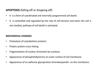 APOPTOSIS (falling off or dropping off)
• It is a form of coordinated and internally programmed cell death.
• It is controlled and regulated by the rate of cell division and when the cell is
not needed, pathway of cell death is activated.
BIOCHEMICAL CHANGES
• Proteolysis of cytoskeleton proteins
• Protein protein cross linking
• Fragmentation of nuclear chromatin by nuclease
• Appearance of phosphatidylserine on outer surface of cell membrane
• Appearance of an adhesive glycoprotein thrombospondin on the membrane.
 