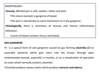 MORPHOLOGY :
•Grossly, affected part is soft, swollen, rotten and dark.
•The classic example is gangrene of bowel
•The part is stained due to same mechanism as in dry gangrene.
•Histologically, there is ulceration of mucosa and intense inflammatory
infiltration.
•Lumen of bowel contains mucus and blood.
GAS GANGRENE
•It is a special form of wet gangrene caused by gas forming clostridia (G+ve
anaerobic bacteria) which gain entry into the tissues through open
contaminated wounds, especially in muscles, or as a complication of operation
on colon which normally contains clostridia.
•Clostridia produce various toxins which produce necrosis and edema.
 