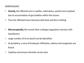 MORPHOLOGY
• Grossly, the affected area is swollen, edematous, painful and crepitant
due to accumulation of gas bubbles within the tissues.
• Thus the affected tissue becomes dark blue and foul smelling.
• Microscopically, the muscle fibre undergo coagulative necrosis with
liquefaction.
• Large number of G+ve bacilli can be identified.
• At periphery, a zone of leukocyte infiltration, edema and congestion are
found.
• Capillary and venous thrombi can be seen.
 