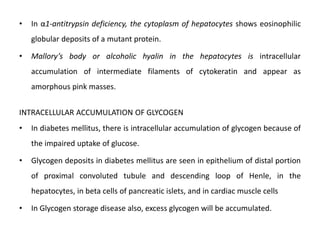 • In α1-antitrypsin deficiency, the cytoplasm of hepatocytes shows eosinophilic
globular deposits of a mutant protein.
• Mallory’s body or alcoholic hyalin in the hepatocytes is intracellular
accumulation of intermediate filaments of cytokeratin and appear as
amorphous pink masses.
INTRACELLULAR ACCUMULATION OF GLYCOGEN
• In diabetes mellitus, there is intracellular accumulation of glycogen because of
the impaired uptake of glucose.
• Glycogen deposits in diabetes mellitus are seen in epithelium of distal portion
of proximal convoluted tubule and descending loop of Henle, in the
hepatocytes, in beta cells of pancreatic islets, and in cardiac muscle cells
• In Glycogen storage disease also, excess glycogen will be accumulated.
 