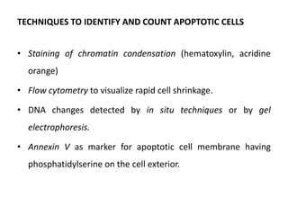 TECHNIQUES TO IDENTIFY AND COUNT APOPTOTIC CELLS
• Staining of chromatin condensation (hematoxylin, acridine
orange)
• Flow cytometry to visualize rapid cell shrinkage.
• DNA changes detected by in situ techniques or by gel
electrophoresis.
• Annexin V as marker for apoptotic cell membrane having
phosphatidylserine on the cell exterior.
 