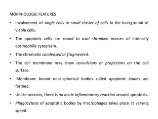 MORPHOLOGIC FEATURES
• Involvement of single cells or small cluster of cells in the background of
viable cells.
• The apoptotic cells are round to oval shrunken masses of intensely
eosinophilic cytoplasm.
• The chromatin condensed or fragmented.
• The cell membrane may show convulsions or projections on the cell
surface.
• Membrane bound near-spherical bodies called apoptotic bodies are
formed.
• Unlike necrosis, there is no acute inflammatory reaction around apoptosis.
• Phagocytosis of apoptotic bodies by macrophages takes place at varying
speed.
 