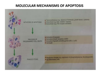 MOLECULAR MECHANISMS OF APOPTOSIS
 