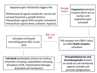 Apoptosis gets initiated by triggers like
•Withdrawal of signals needed for normal cell
survival (hormones, growth factors)
•Extracellular signals (FAS receptor activation)
•Intracellular signals (heat, radiation, hypoxia)
Etiologic
factors
Caspases(proteolytic
enzyme which act on
nucleus and
organelles) gets
activated
FAS receptor (on CD8+T cells),
so called death receptor,
activation
Activation of Growth
controlling genes (BCL-2 and
p53)
BAX and
BAD
Cell death (proteolytic actions on nucleus,
chromatin clumping, cytoskeleton clumping,
disruption of ER, mitochondrial damage,
disturbed cell membrane)
Phosphatidylserine and
thrombospondin present
on inside on cell membrane
appears outside and
promote phagocytosis
 