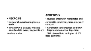 • NECROSIS
• Nuclear chromatin marginates
early,
• When DNA is cleaved, which is
usually a late event, fragments are
random in size
APOPTOSIS
• Nuclear chromatin marginates and
chromatin condenses, becoming very
compact
• Chromatin condensation and DNA
fragmentation occur together;
DNA cleaved into multiples of 200
base pair units
10
 