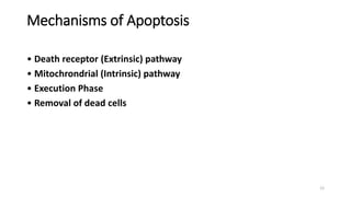 Mechanisms of Apoptosis
• Death receptor (Extrinsic) pathway
• Mitochrondrial (Intrinsic) pathway
• Execution Phase
• Removal of dead cells
12
 
