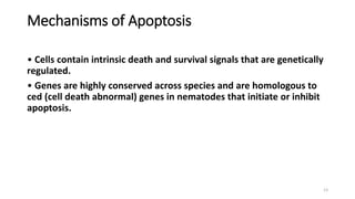 Mechanisms of Apoptosis
• Cells contain intrinsic death and survival signals that are genetically
regulated.
• Genes are highly conserved across species and are homologous to
ced (cell death abnormal) genes in nematodes that initiate or inhibit
apoptosis.
13
 