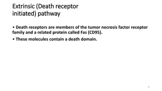 Extrinsic (Death receptor
initiated) pathway
• Death receptors are members of the tumor necrosis factor receptor
family and a related protein called Fas (CD95).
• These molecules contain a death domain.
16
 