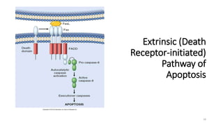 Extrinsic (Death
Receptor-initiated)
Pathway of
Apoptosis
18
 