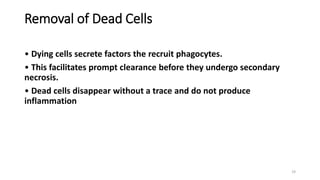 Removal of Dead Cells
• Dying cells secrete factors the recruit phagocytes.
• This facilitates prompt clearance before they undergo secondary
necrosis.
• Dead cells disappear without a trace and do not produce
inflammation
19
 