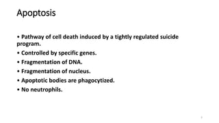 Apoptosis
• Pathway of cell death induced by a tightly regulated suicide
program.
• Controlled by specific genes.
• Fragmentation of DNA.
• Fragmentation of nucleus.
• Apoptotic bodies are phagocytized.
• No neutrophils.
3
 