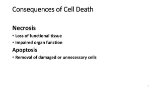 Consequences of Cell Death
Necrosis
• Loss of functional tissue
• Impaired organ function
Apoptosis
• Removal of damaged or unnecessary cells
4
 