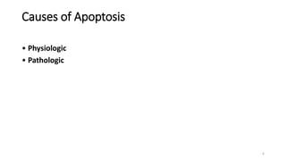 Causes of Apoptosis
• Physiologic
• Pathologic
6
 