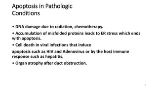 Apoptosis in Pathologic
Conditions
• DNA damage due to radiation, chemotherapy.
• Accumulation of misfolded proteins leads to ER stress which ends
with apoptosis.
• Cell death in viral infections that induce
apoptosis such as HIV and Adenovirus or by the host immune
response such as hepatitis.
• Organ atrophy after duct obstruction.
8
 