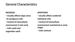 General Characteristics
NECROSIS
• Usually affects large areas
of contiguous cells
• Control of intracellular
environment is lost early
• Cells swell and
organelles swell
APOPTOSIS
• Usually affects scattered
individual cells
• Control of intracellular
environment maintained in early
stages
• Cells contract
9
 