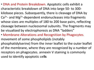 • DNA and Protein Breakdown. Apoptotic cells exhibit a
characteristic breakdown of DNA into large 50- to 300-
kilobase pieces. Subsequently, there is cleavage of DNA by
Ca2+- and Mg2+-dependent endonucleases into fragments
whose sizes are multiples of 180 to 200 base pairs, reflecting
cleavage between nucleosomal subunits. The fragments may
be visualized by electrophoresis as DNA “ladders”
• Membrane Alterations and Recognition by Phagocytes.
movement of some phospholipids (notably
phosphatidylserine) from the inner leaflet to the outer leaflet
of the membrane, where they are recognized by a number of
receptors on phagocytes. annexin V staining is commonly
used to identify apoptotic cells
 