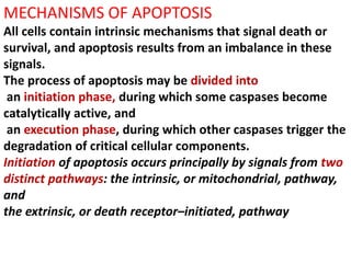 MECHANISMS OF APOPTOSIS
All cells contain intrinsic mechanisms that signal death or
survival, and apoptosis results from an imbalance in these
signals.
The process of apoptosis may be divided into
an initiation phase, during which some caspases become
catalytically active, and
an execution phase, during which other caspases trigger the
degradation of critical cellular components.
Initiation of apoptosis occurs principally by signals from two
distinct pathways: the intrinsic, or mitochondrial, pathway,
and
the extrinsic, or death receptor–initiated, pathway
 
