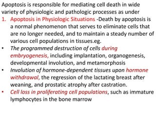 Apoptosis is responsible for mediating cell death in wide
variety of physiologic and pathologic processes as under
1. Apoptosis in Physiologic Situations -Death by apoptosis is
a normal phenomenon that serves to eliminate cells that
are no longer needed, and to maintain a steady number of
various cell populations in tissues.eg.
• The programmed destruction of cells during
embryogenesis, including implantation, organogenesis,
developmental involution, and metamorphosis
• Involution of hormone-dependent tissues upon hormone
withdrawal, the regression of the lactating breast after
weaning, and prostatic atrophy after castration.
• Cell loss in proliferating cell populations, such as immature
lymphocytes in the bone marrow
 